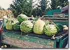dani_bostana_rivica07.jpg